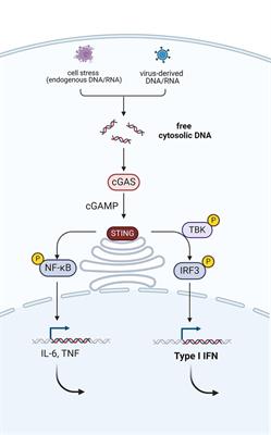 The riddle of recurrent fever: a clinical approach to pediatric autoinflammatory diseases